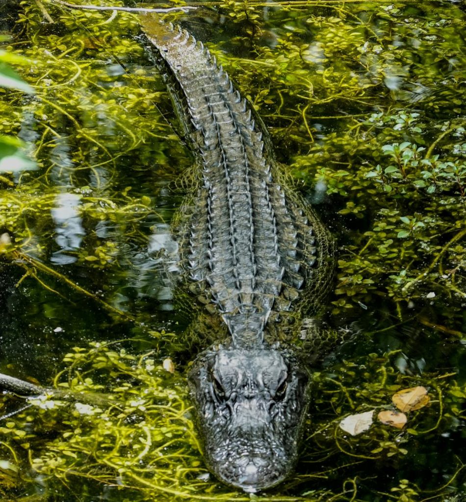 Cassels' Alligator Hunting & Processing 1 pexels henning roettger 640683 2100047 e1742999305129